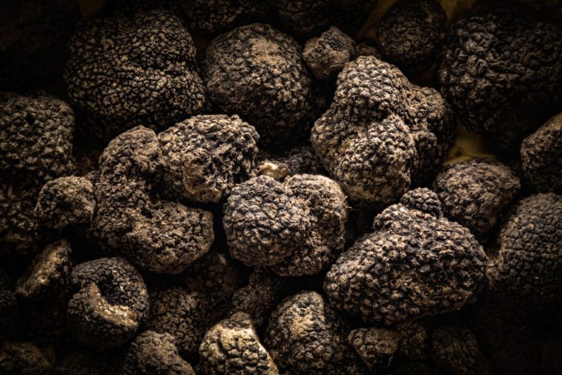 black truffle Umbria Travel Italy