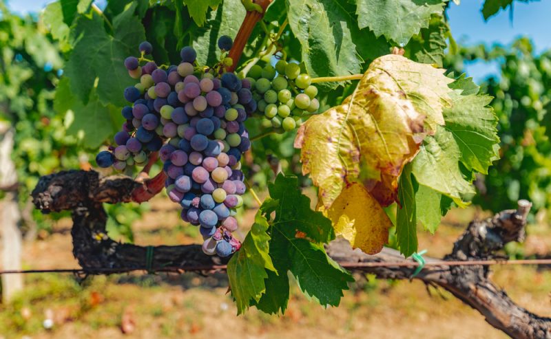 Wine Sardinia Gallura