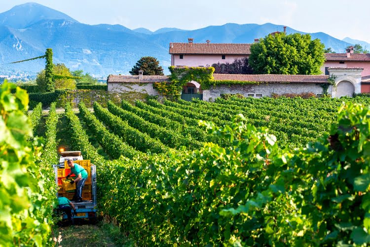 Franciacorta Wine Winery Italy