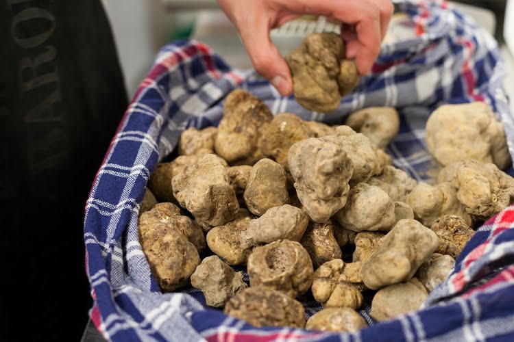 Truffle Food Italy Piedmont