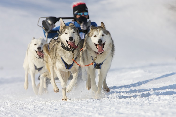 Dogs running sledding mushing Italy Snow Dolomites