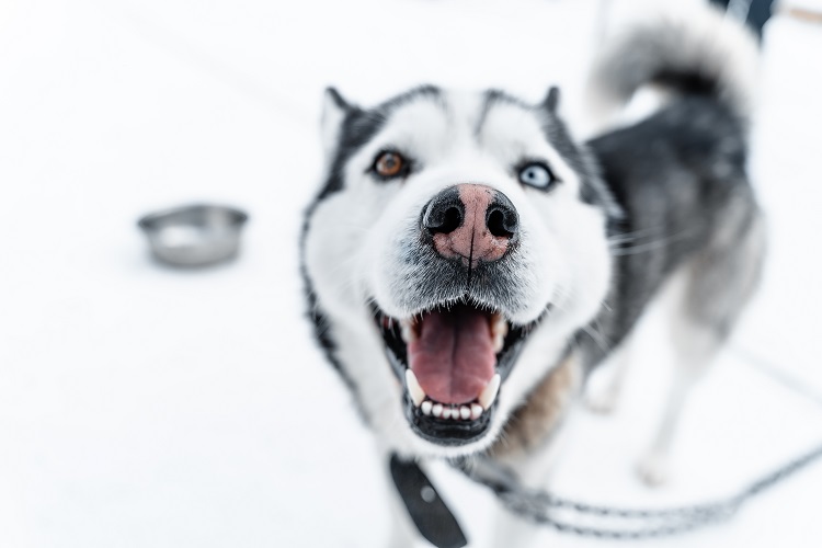 Dogs running sledding mushing Italy Snow Dolomites