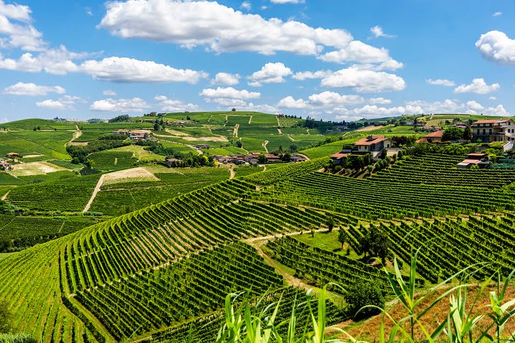 Roero Langhe Wine Vineyards Travel Italy
