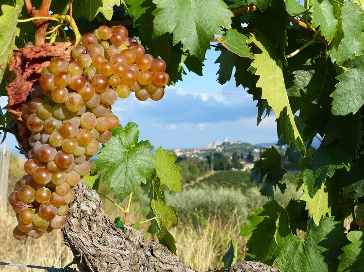 Chianti Wineyards Wine Grapes San Gimignano