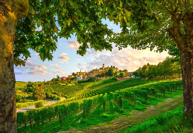 Langhe Trekking Wine Vineyards travel Italy
