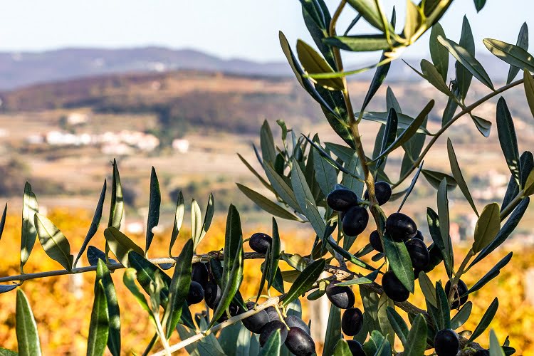 Olive Oil Valpolicella Veneto Italy Travel