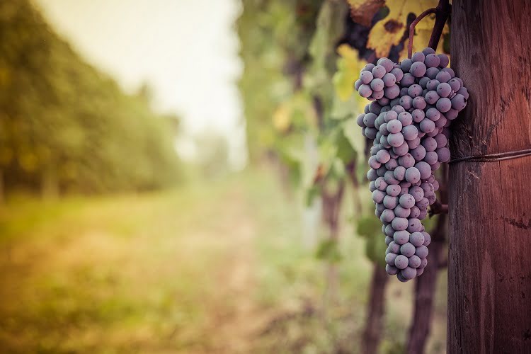 Wine Grapes Vineyards Trtavel Italy Langhe