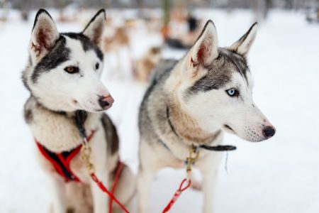 Dogs snow sledding Italy Dolomites