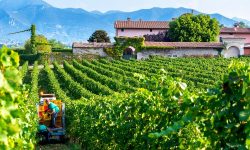 Franciacorta Wine Winery Italy