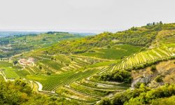 Valpolicella hills vineuards wine travel Italy