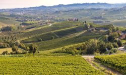 Vineyards Piedmont Langhe Monferrato Wine Italy