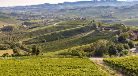 Green,Vineyards,In,Piemonte,Langhe,Monferrato