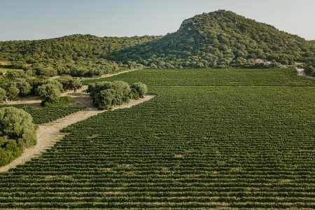 Wine Tasting Gallura