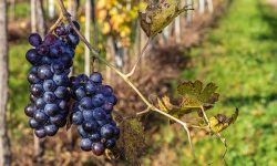 Amarone Wine Italy Travel