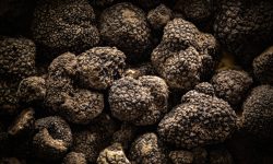 black truffle Umbria Travel Italy