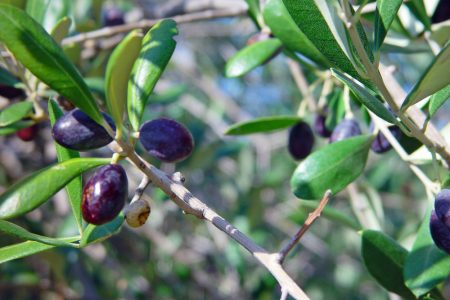 Olive oil tour Portofino food italy