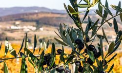 Olive Oil Valpolicella Veneto Italy Travel