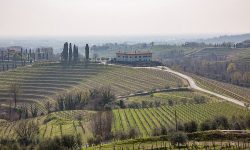 Collio Wine Vineyards Italy Travel