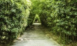 Labyrinth Bamboo Italy Travel