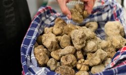 Truffle Food Italy Piedmont